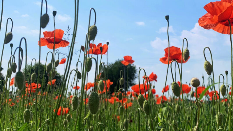 25 aprile 2025, ottant’anni di vivida memoria