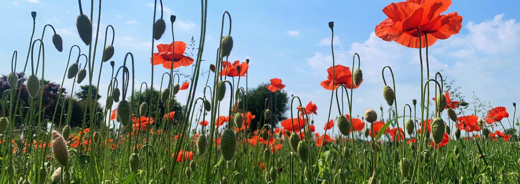 25 aprile 2025, ottant’anni di vivida memoria